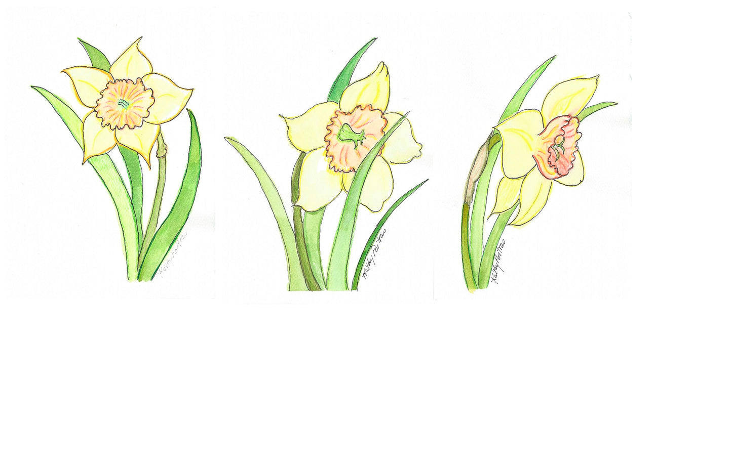 Daffodil Celebration B 5 x7 inch watercolor and ink