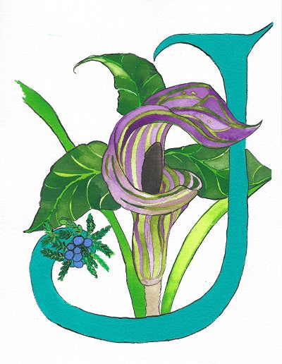 Letter J is for Jack in The Pulpit Flower