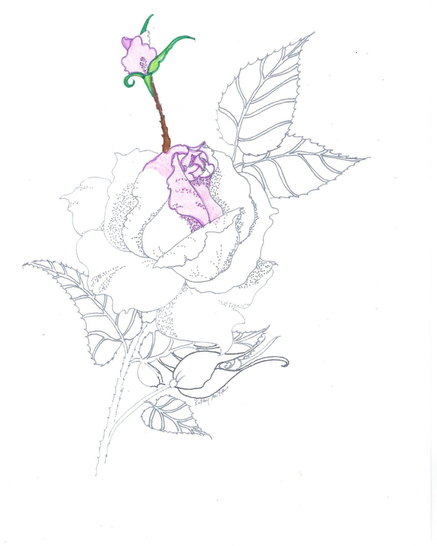 color your own rose with buds